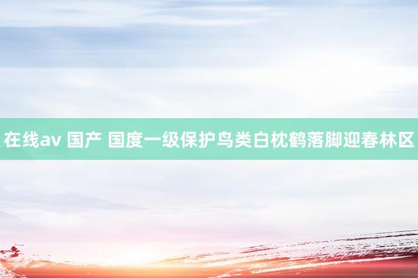 在线av 国产 国度一级保护鸟类白枕鹤落脚迎春林区